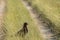 Greater spotted eagle or Clanga clanga sitting in a meadow or long grass at tal chhapar sanctuary