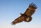 Greater spotted eagle during a desert falconry show in Dubai, UAE.