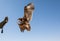 Greater spotted eagle during a desert falconry show in Dubai, UAE.