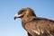 Greater spotted eagle during a desert falconry show in Dubai, UAE.