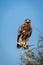 Greater spotted eagle or spotted eagle or Clanga clanga portrait with a spiny tailed lizard kill in his claws in natural blue sky