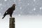 Greater Spotted Eagle on a tree stump in winter