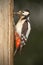 Greater spotted woodpecker with beak full of insects