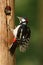 Greater spotted woodpecker feeding chick