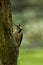 Greater Spotted Woodpecker feeding at a rotten tree trunk