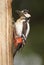 Greater spotted woodpecker returns to nest with food