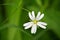 Greater Stichtwort (Stellaria holostea)