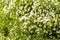Greater stitchwork Stellaria holostea flowers in a woodland in spring