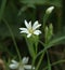 Greater Stitchwort