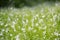 Greater stitchwort Rabelera holostea, field of white flowers