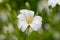 Greater stitchwort (rabelera holostea) flower