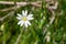 Greater stitchwort (rabelera holostea) flower