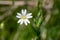 Greater stitchwort (rabelera holostea) flower