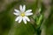 Greater stitchwort (rabelera holostea) flower