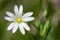 Greater stitchwort (rabelera holostea) flower