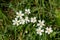 Greater stitchwort (rabelera holostea) flowers
