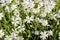 Greater stitchwort, stellaria