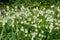 Greater Stitchwort - white wild flowers in a hedgerow