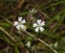 Greater Stitchwort Wild Flower