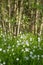 Greater Stitchworts with sunny grove background, small white notched flowers