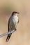 Greater Striped Swallow