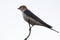 Greater Striped Swallow sit on perch in and wait