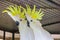 Greater Sulphur-crested Cockatoo