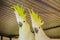 Greater Sulphur-crested Cockatoo