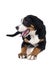 Greater Swiss Mountain Dog