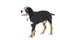 Greater Swiss Mountain Dog