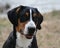 Greater Swiss Mountain Dog