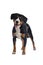 Greater Swiss Mountain Dog