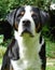 Greater Swiss Mountain Dog, adult.