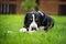 Greater swiss mountain dog eating a bone