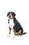 Greater Swiss Mountain Dog sitting side ways and looking next to the camera
