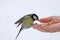 Greater titmouse on hand