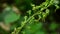 Greater twayblade, Listera ovata