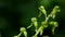 Greater twayblade, Listera ovata