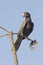 Greater Vasa Parrot - Coracopsis vasa - Madagascar