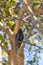 Greater vasa parrot, Coracopsis vasa, Tsimanampetsotsa Nature Reserve, Madagascar