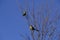 Greater Wagtail tyrant, caldÃ©n forest,