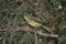 Greater Wagtail tyrant, Chaco Forest,