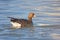 Greater White-fronted Goose