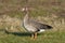 Greater white-fronted goose (Anser albifrons)