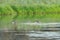 Greater white-fronted goose feeding in a lake