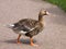 Greater white-fronted goose on track