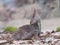 Greater white-toothed shrew (Crocidura russula)