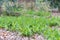 Greater wood-rush Luzula sylvatica, flowering grass plants