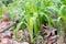 Greater wood-rush Luzula sylvatica, plants in forest