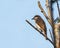 A greater wood Shrike perching